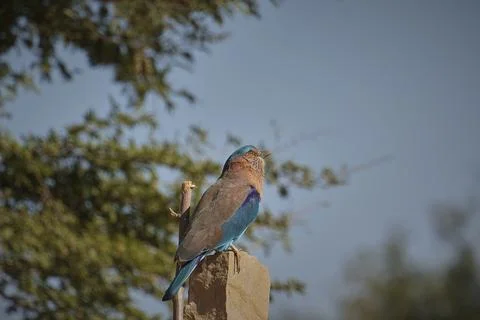 Indian Roller bird Stock Photos