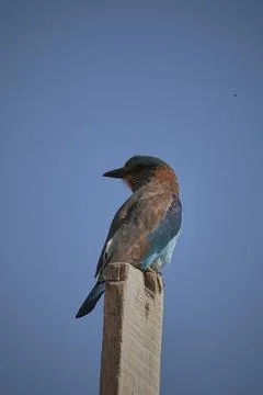 Indian Roller bird Foto stock