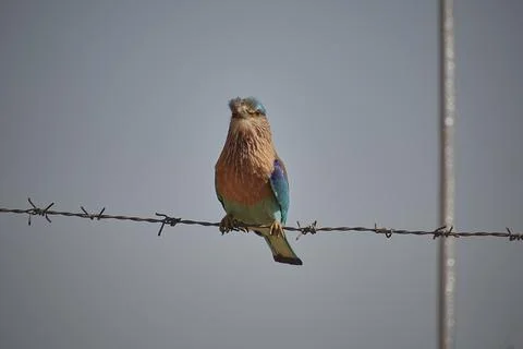 Indian Roller bird Foto stock