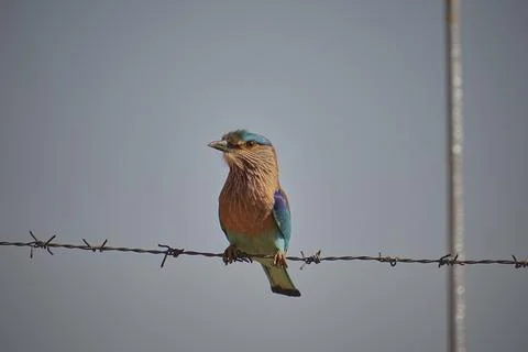 Indian Roller bird Stock Photos