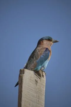 Indian Roller bird Stock-Fotos