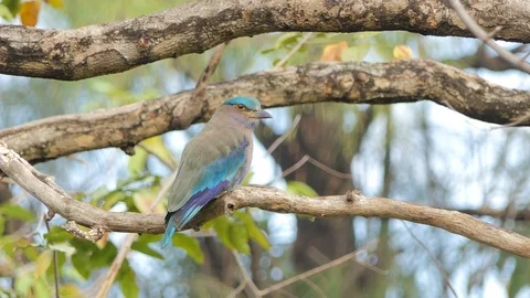 Indian roller bird in tropical rain forest. Video stock 100855142