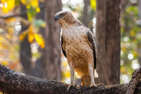 Indian Roller, Buzzard, Serpent Eagle, Hawk Eagle, and Scops Owl,  kingfisher Stock-Fotos