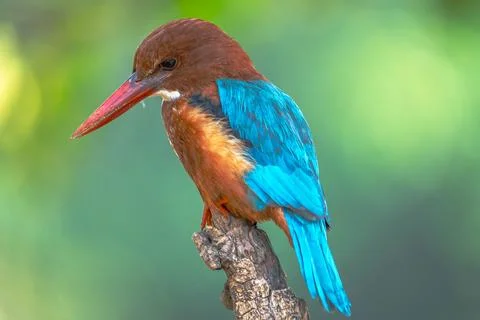 Indian Roller, Buzzard, Serpent Eagle, Hawk Eagle, and Scops Owl,  kingfisher Stock-Fotos