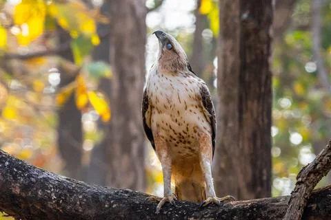 Indian Roller, Buzzard, Serpent Eagle, Hawk Eagle, and Scops Owl,  kingfisher Stock-Fotos