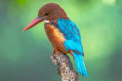 Indian Roller, Buzzard, Serpent Eagle, Hawk Eagle, and Scops Owl,  kingfisher Stock-Fotos