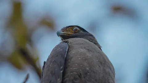 Indian Roller, Buzzard, Serpent Eagle, Hawk Eagle, and Scops Owl,  kingfisher Stock-Fotos