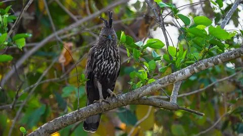 Indian Roller, Buzzard, Serpent Eagle, Hawk Eagle, and Scops Owl,  kingfisher Stock-Fotos