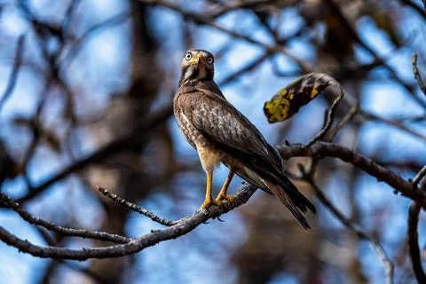 Indian Roller, Buzzard, Serpent Eagle, Hawk Eagle, and Scops Owl,  kingfisher 库存照片