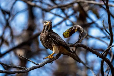 Indian Roller, Buzzard, Serpent Eagle, Hawk Eagle, and Scops Owl,  kingfisher Stock-Fotos