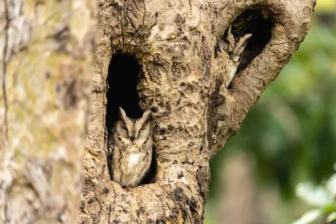 Indian Roller, Buzzard, Serpent Eagle, Hawk Eagle, and Scops Owl,  kingfisher Stock-Fotos