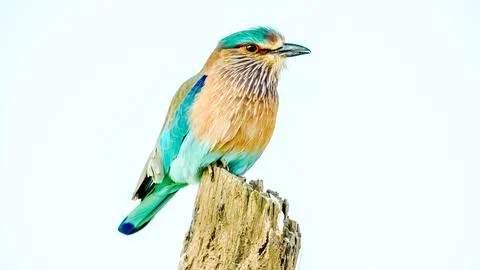 Indian Roller, Buzzard, Serpent Eagle, Hawk Eagle, and Scops Owl,  kingfisher Stock-Fotos