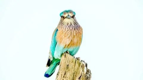 Indian Roller, Buzzard, Serpent Eagle, Hawk Eagle, and Scops Owl,  kingfisher Stock-Fotos