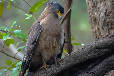 Indian Roller, Buzzard, Serpent Eagle, Hawk Eagle, and Scops Owl,  kingfisher Stock-Fotos