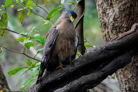 Indian Roller, Buzzard, Serpent Eagle, Hawk Eagle, and Scops Owl,  kingfisher Stock-Fotos