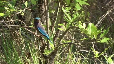 Indian Roller, Cambodia Vídeos de archivo 121616680