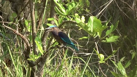 Indian Roller, Cambodia Stock-Footage 121616740