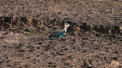 Indian roller looking elegant on the ground of Panna national park Video stock 335695061