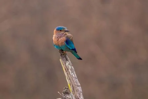 Indian Roller or Blue Jay at Nagarhole National Park Stock Photos
