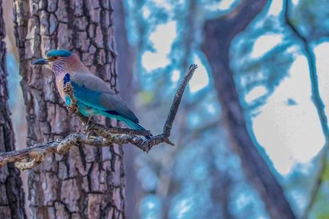 Indian roller or blue jay staring at the visitors during jungle safari at kabini Stock-Fotos