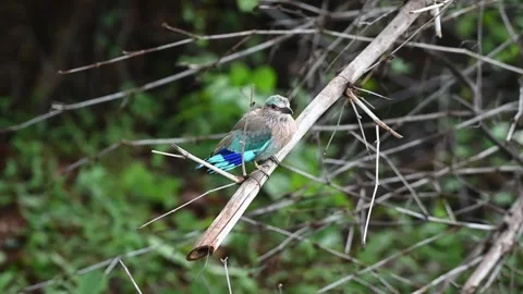 An Indian roller perched on a thin branch trying to catch insects flying around Stock Footage 314065921