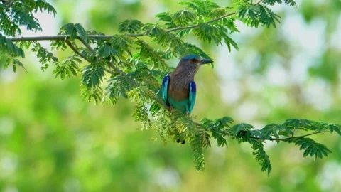 Indian Roller perched on tree branch Stock Footage 322725170