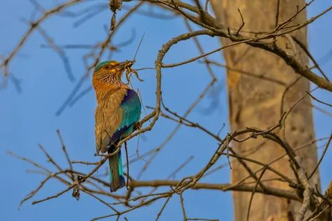 Indian Roller Perched in a Tree Eating a Frog in India Stock Photos
