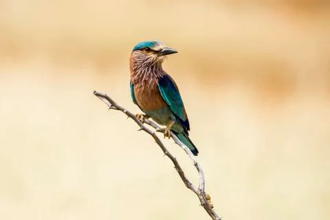 Indian roller Fotos de archivo