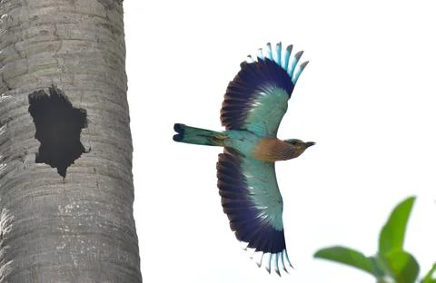 Indian roller Stock Photos