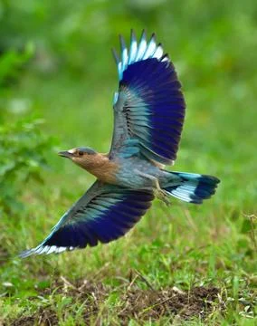 Indian roller Stock Photos