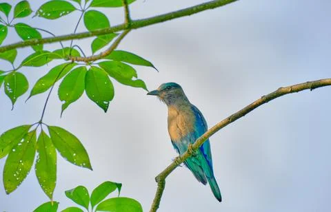 The Indian Roller Stock-Fotos