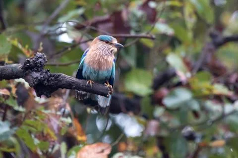 Indian Roller sitting on a dry tree branch on a cloudy rainy day Foto stock