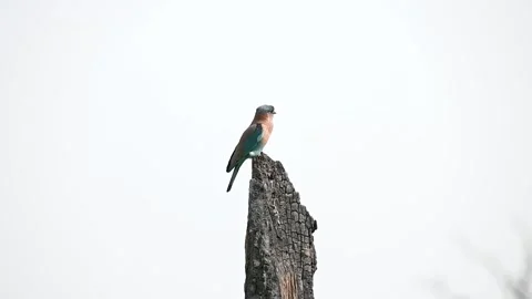 Indian roller sitting on the very top of a dead tree in Tadoba national park Stockbeeldmateriaal 333676341