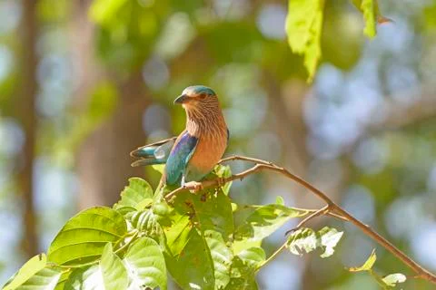 Indian Roller in a Tree Stockfoto's