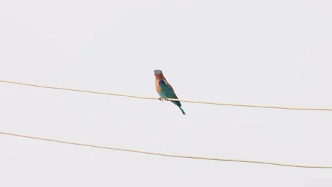 Indian Roller on a wire Nepal Stock Footage 250054889