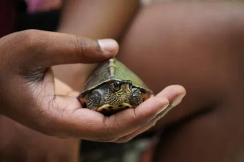 Indian roofed turtle Stock Photos