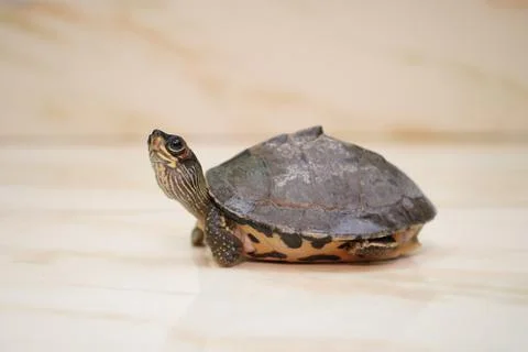 Indian roofed turtle Stock Photos