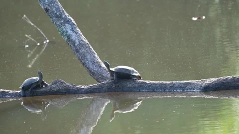 Indian roofed turtles sitting on a floating branch in Bandipur national park Stock Footage 295180660