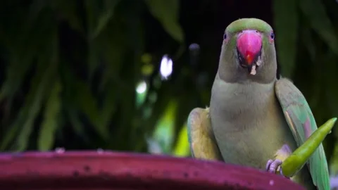 Indian rose ringed parakeet also known as Indian Parrot. Parrot eating red Stock Footage 133454193
