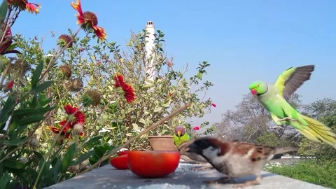 Indian Rose Ringed Parakeet and sparrows Video stock 219853766