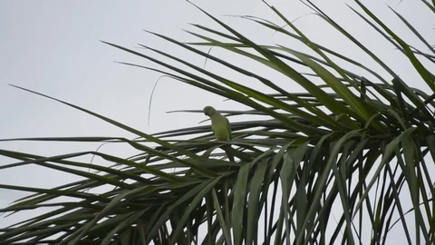 Indian rose ringed parakeet 库存影片 97613357