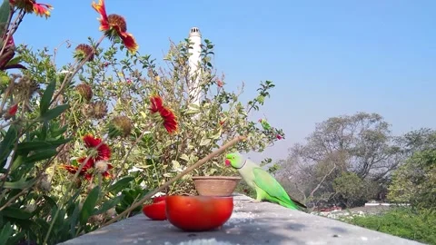 Indian rose-ringed parakeet Video stock 219331564