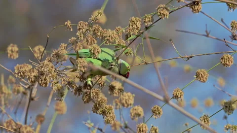 Indian rose-ringed parakeet (Psittacula krameri manillensis), Tadoba-Andhari Tig 库存影片 312109132