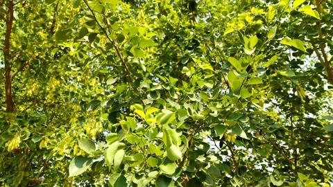 Indian rosewood Tree Stock Footage 154355913