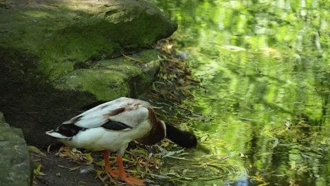 Indian runner duck drinking water Stock Footage 262842997