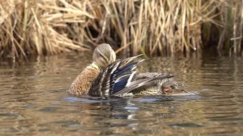 Indian Runner Duck 動画素材 73429066
