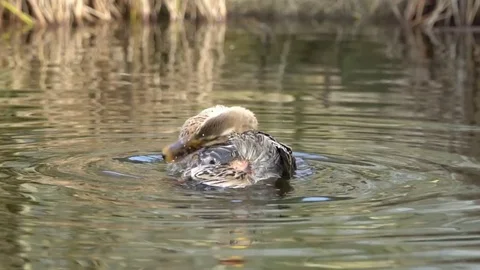 Indian Runner Duck Video stock 73429315