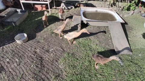 Indian runner duck. 스톡 동영상 285723322