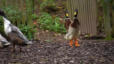 Indian runner Duck  Stock Footage 289469320