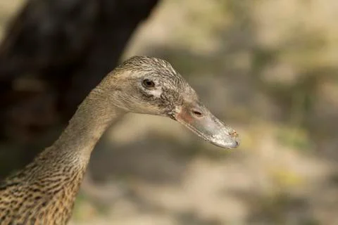 Indian runner duck Stockfoto's